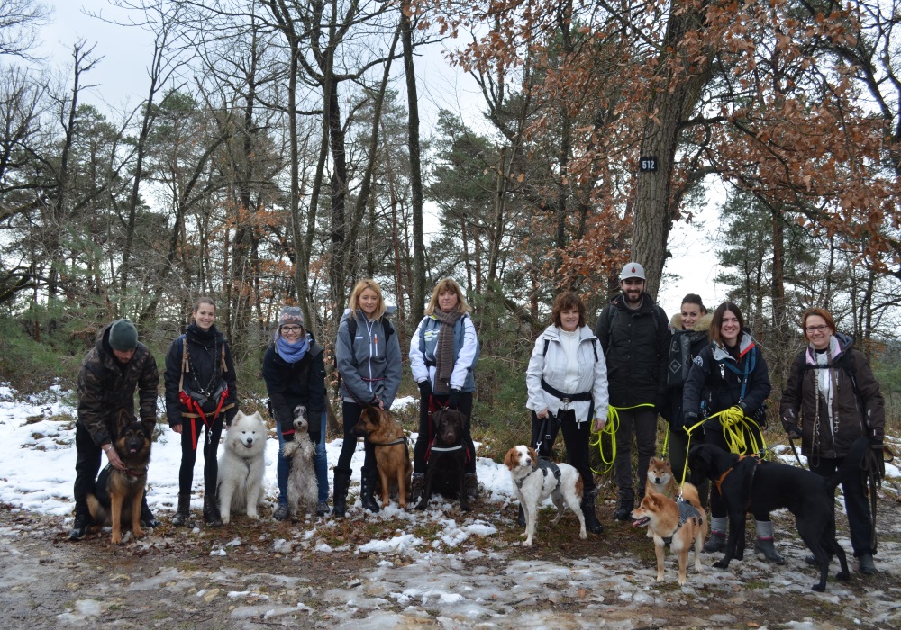 Cani rando Foret Fontainebleau