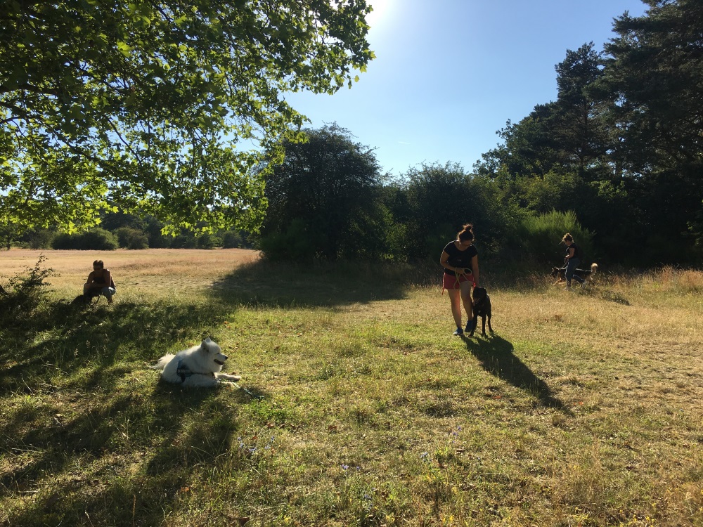 Dressage chien groupe