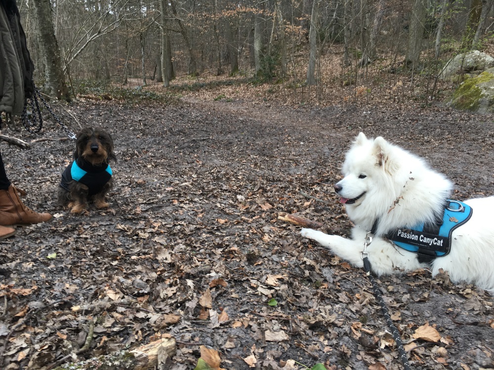 Leika et Marley