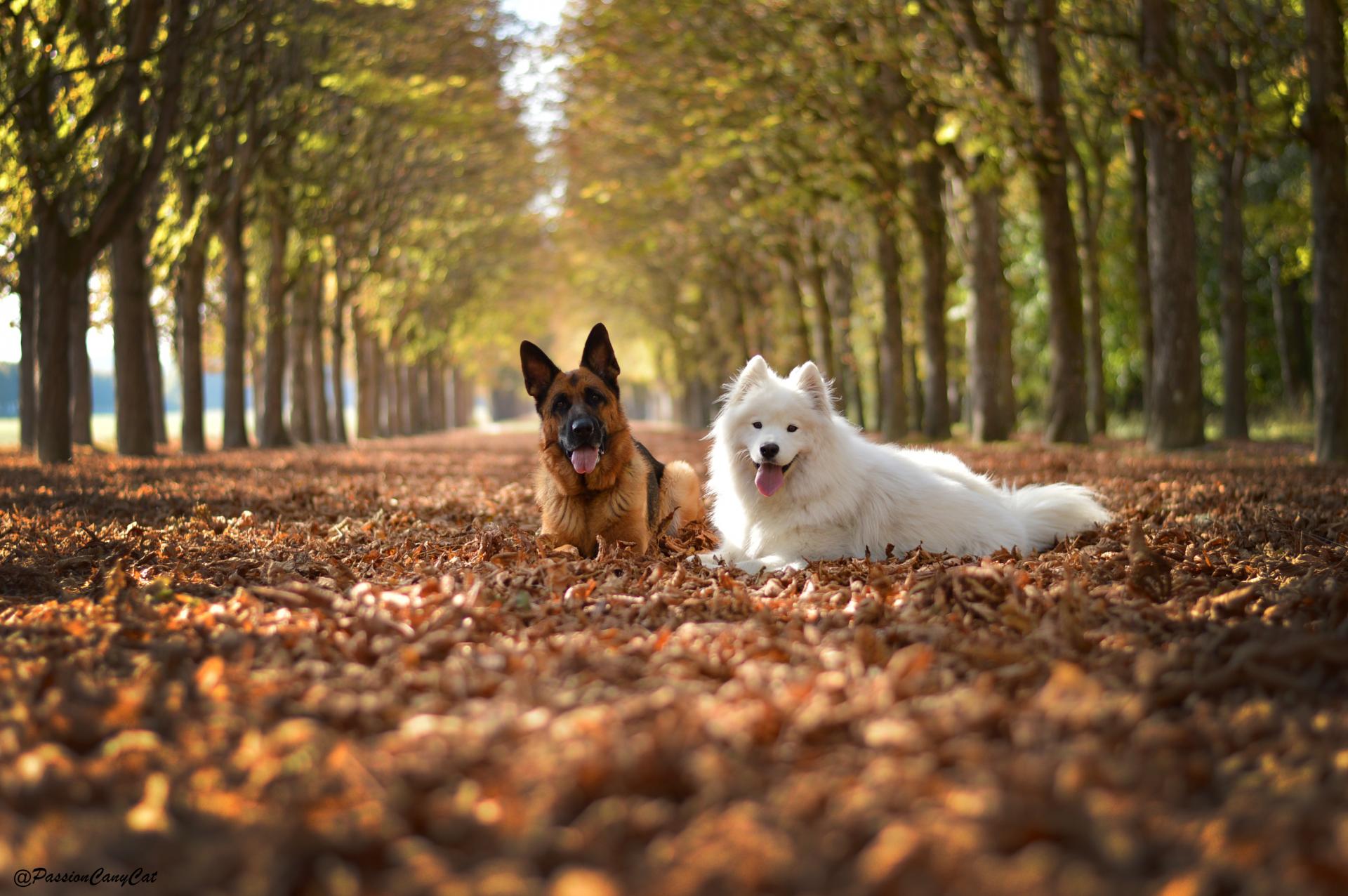 Berger allemand et samoyede