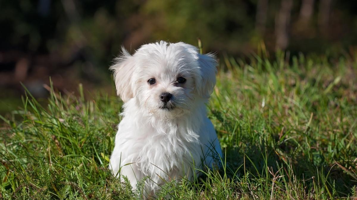 Bichon maltais 1