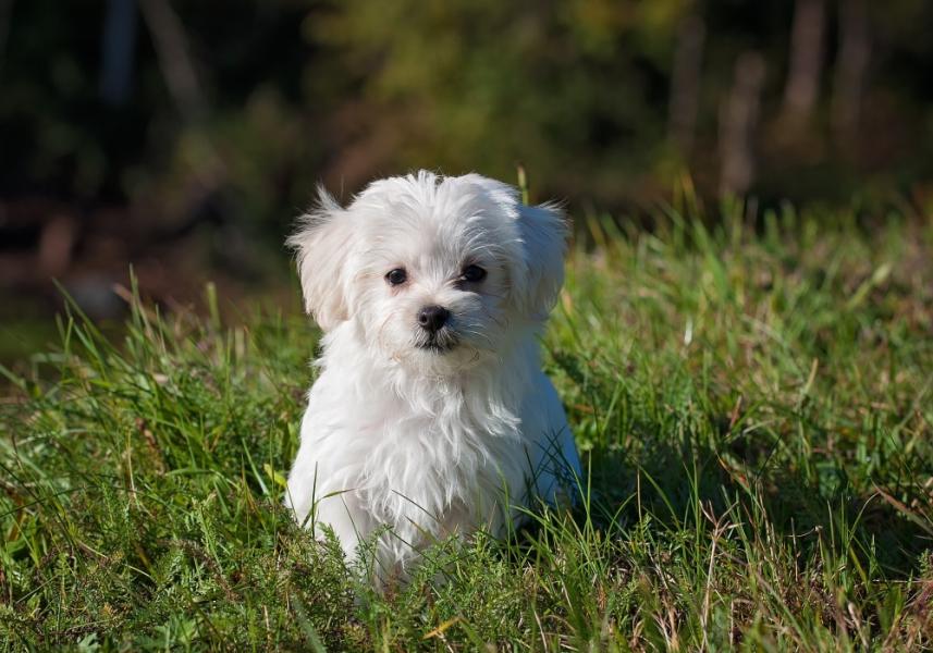 Bichon maltais 1