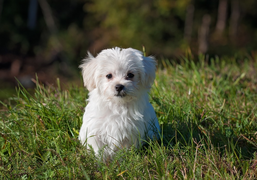 Bichon maltais