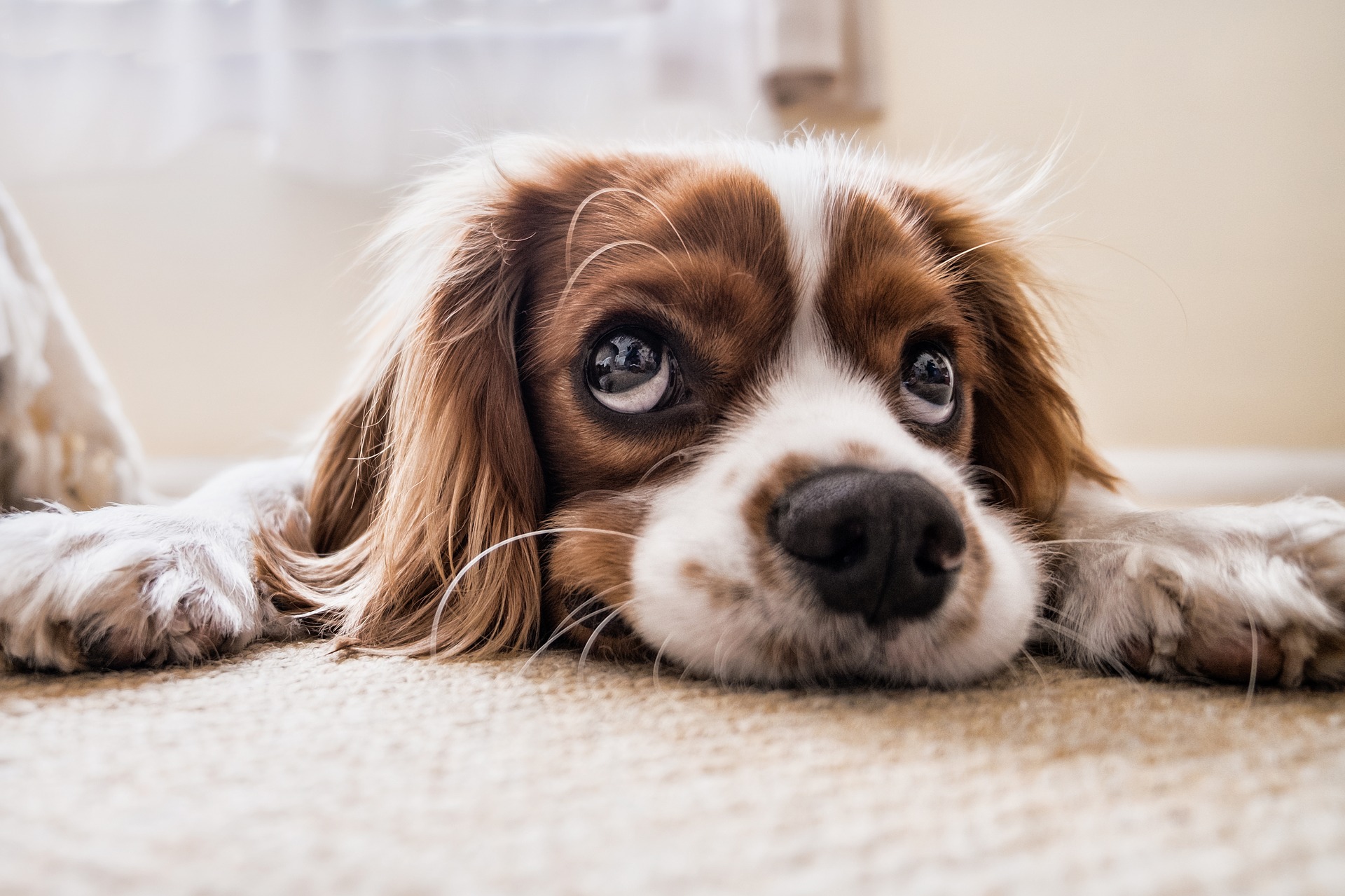 Cavalier king charles