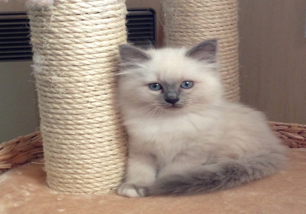 Chaton sacre de birmanie