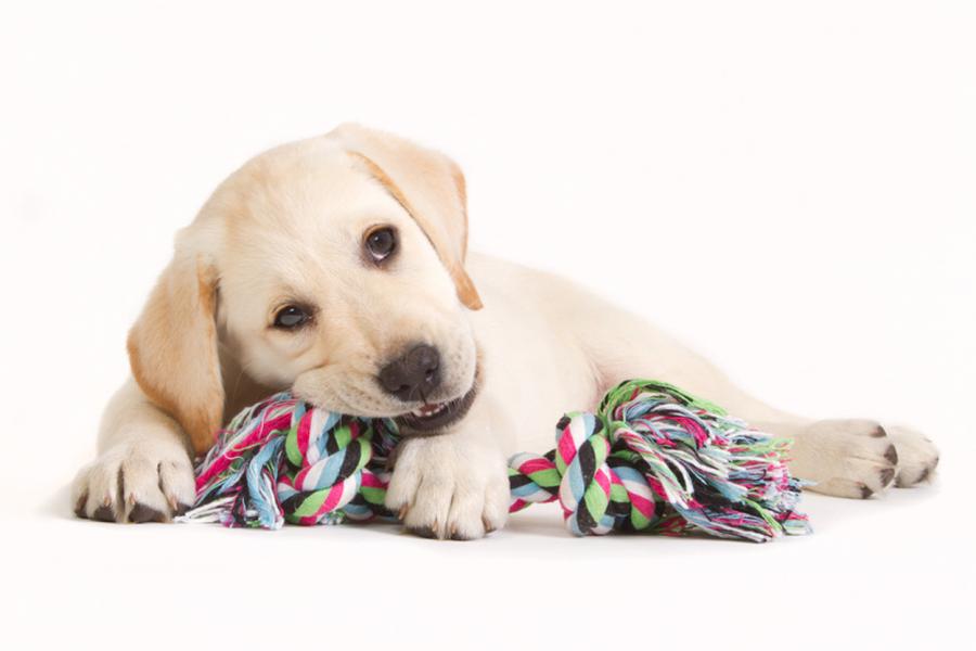 Chiot golden