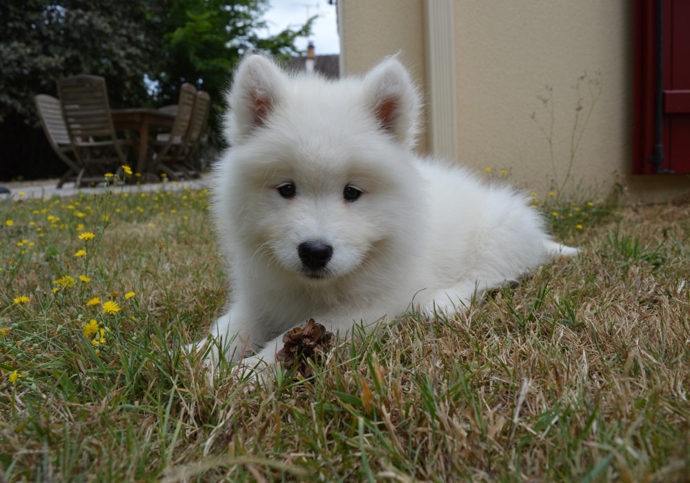 Chiot samoyede