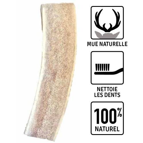 Corne de cerf fendue