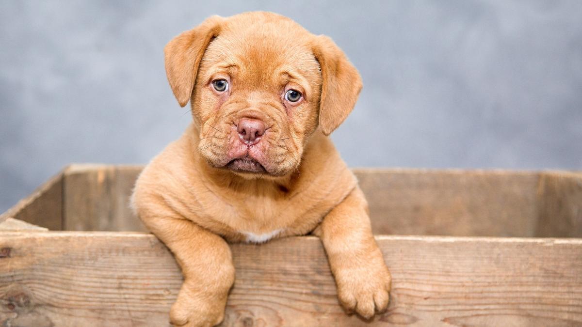 Dogue de bordeaux 1047521 1920