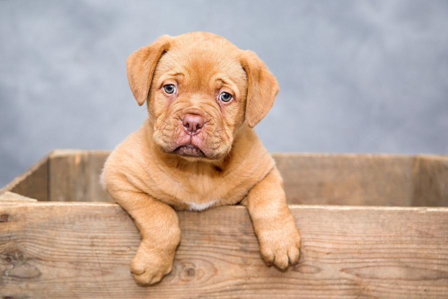 Dogue de bordeaux 1047521 1920