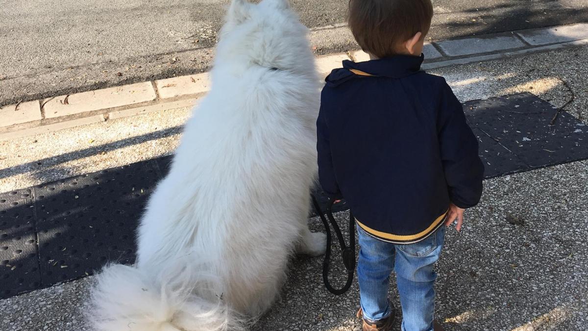 Enfant et samoyede