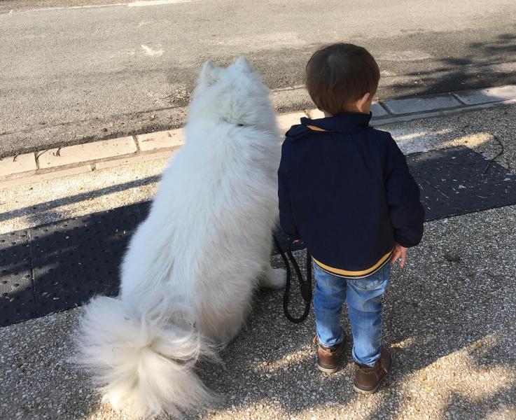 Enfant et samoyede