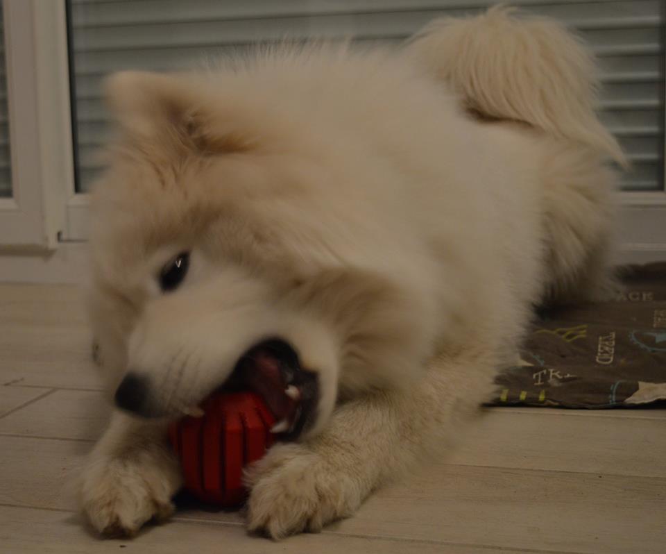 Kong6