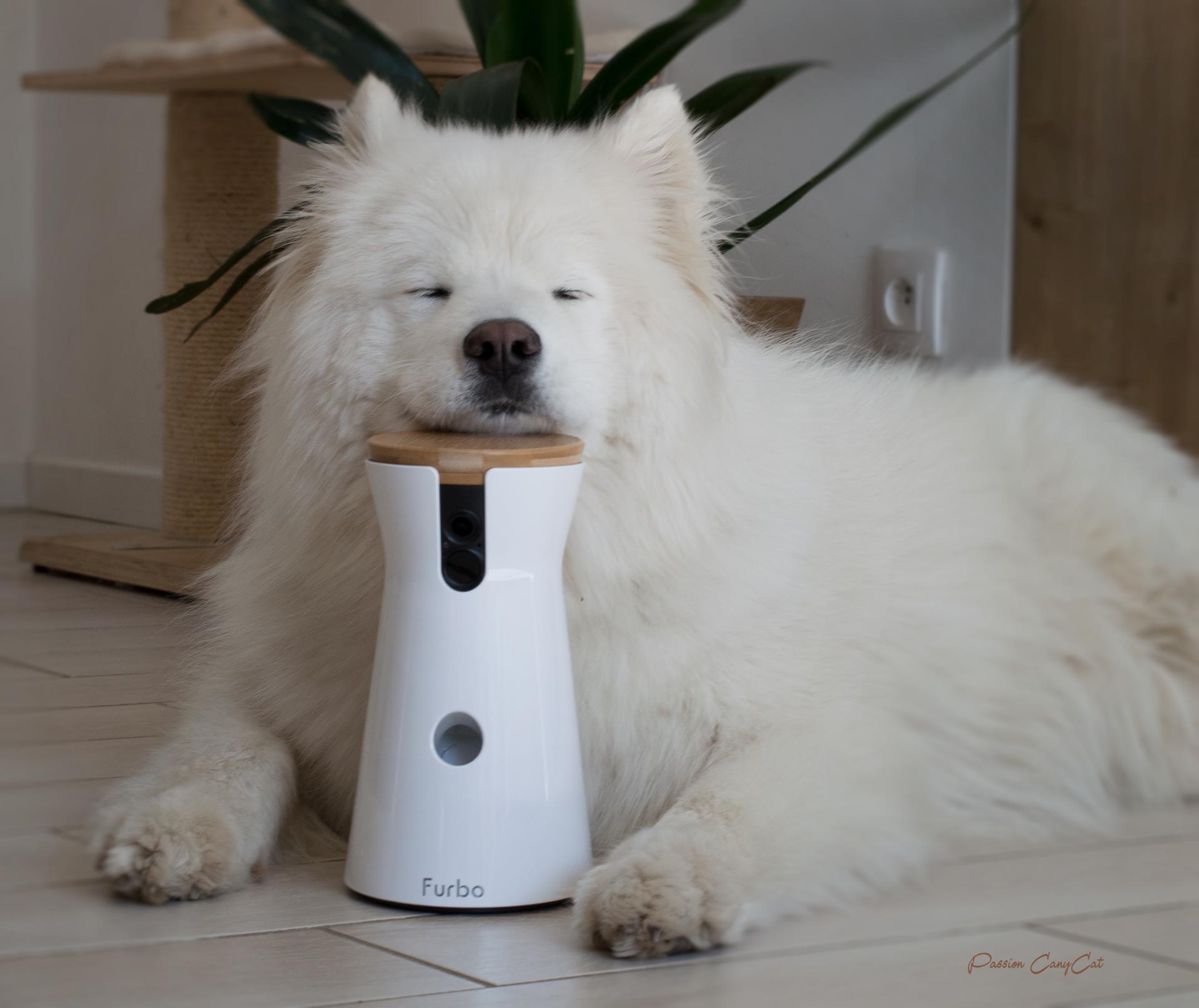 Furbo Dog Camera : une caméra pour interagir avec son animal