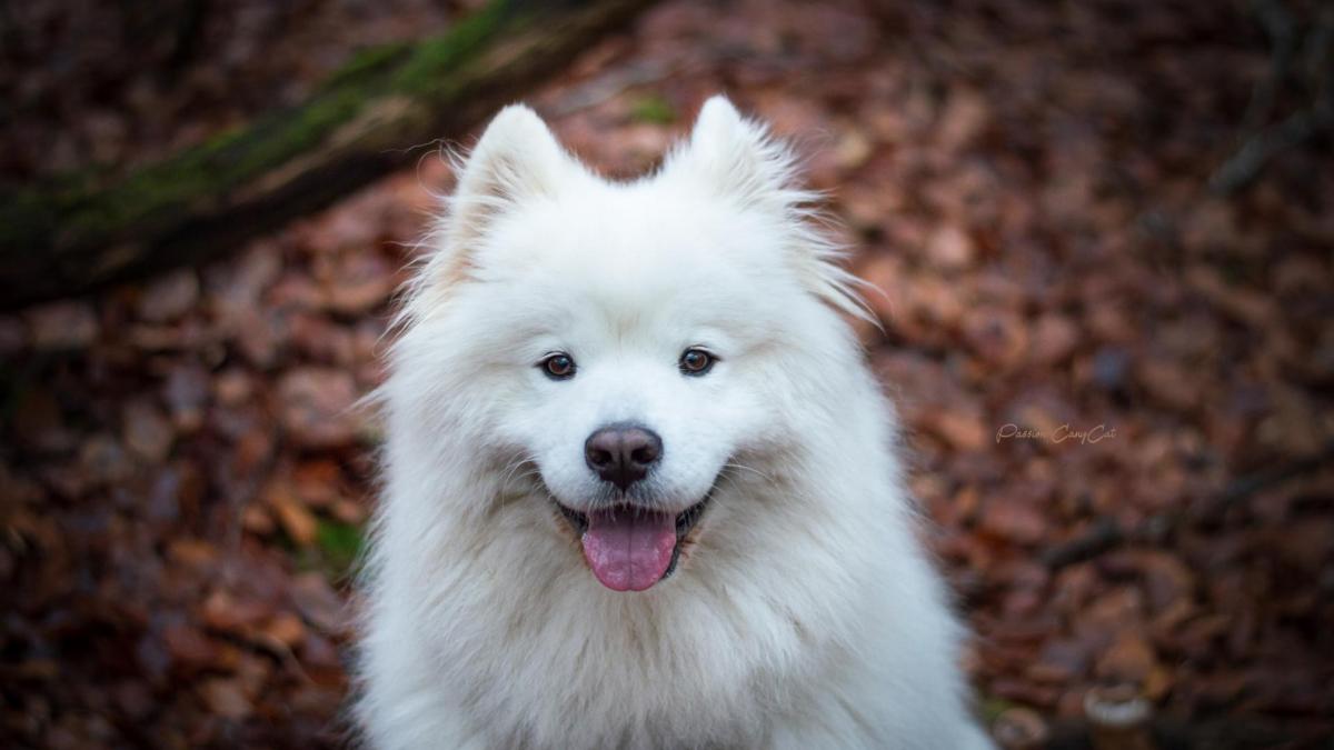 Leika samoyede 2