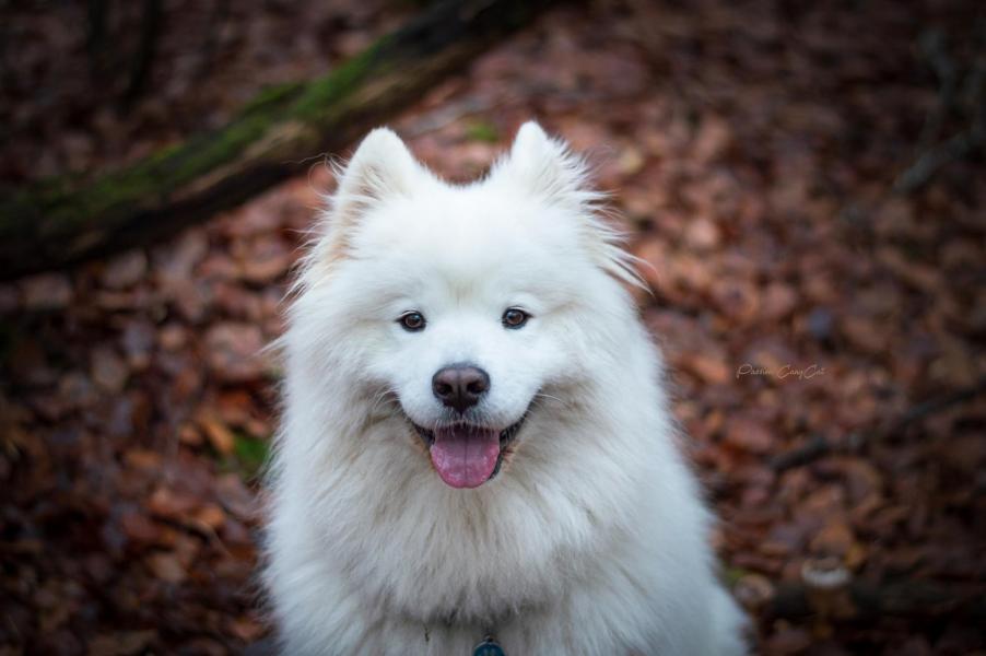 Leika samoyede 2