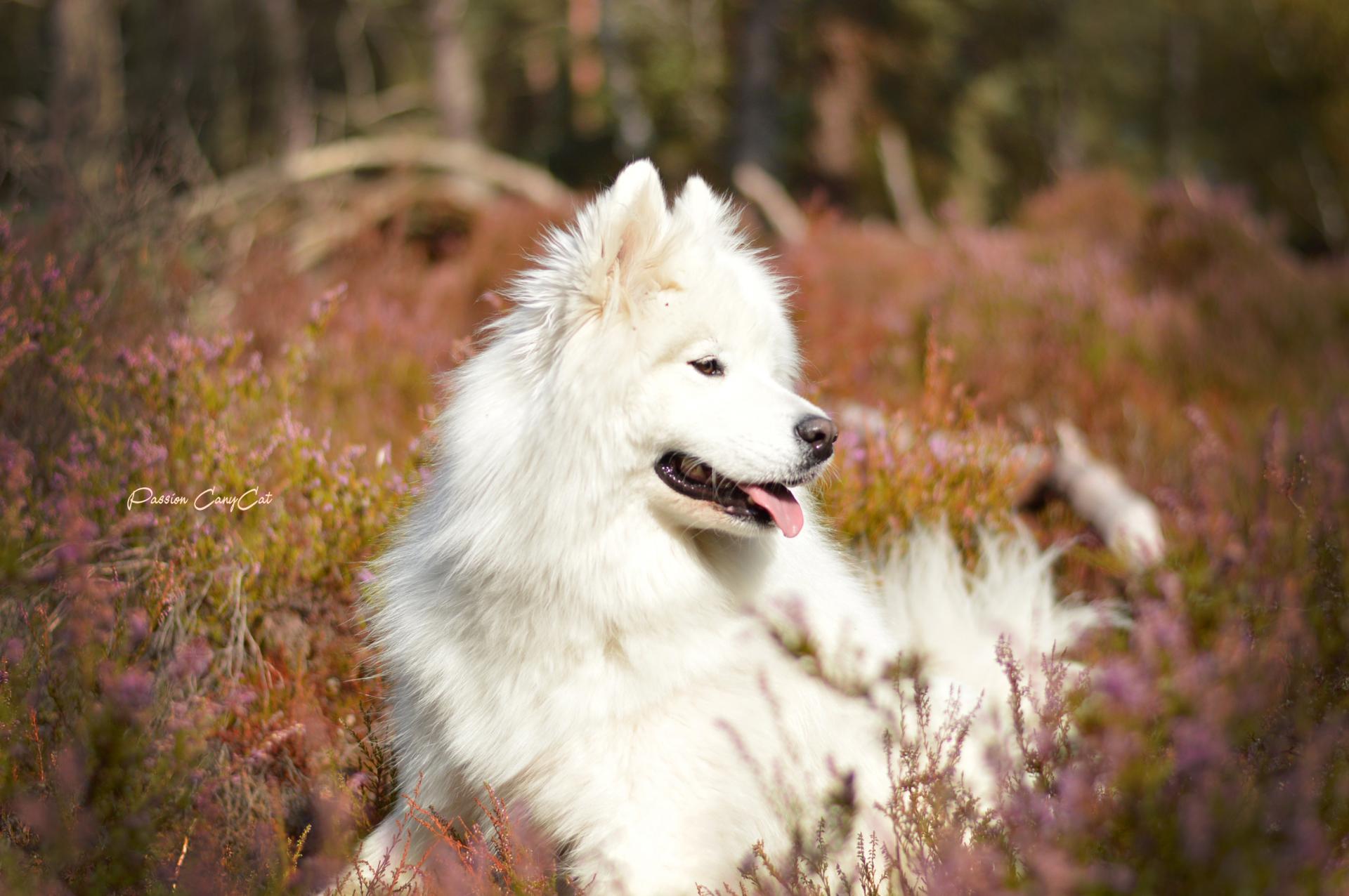 Photo samoyede