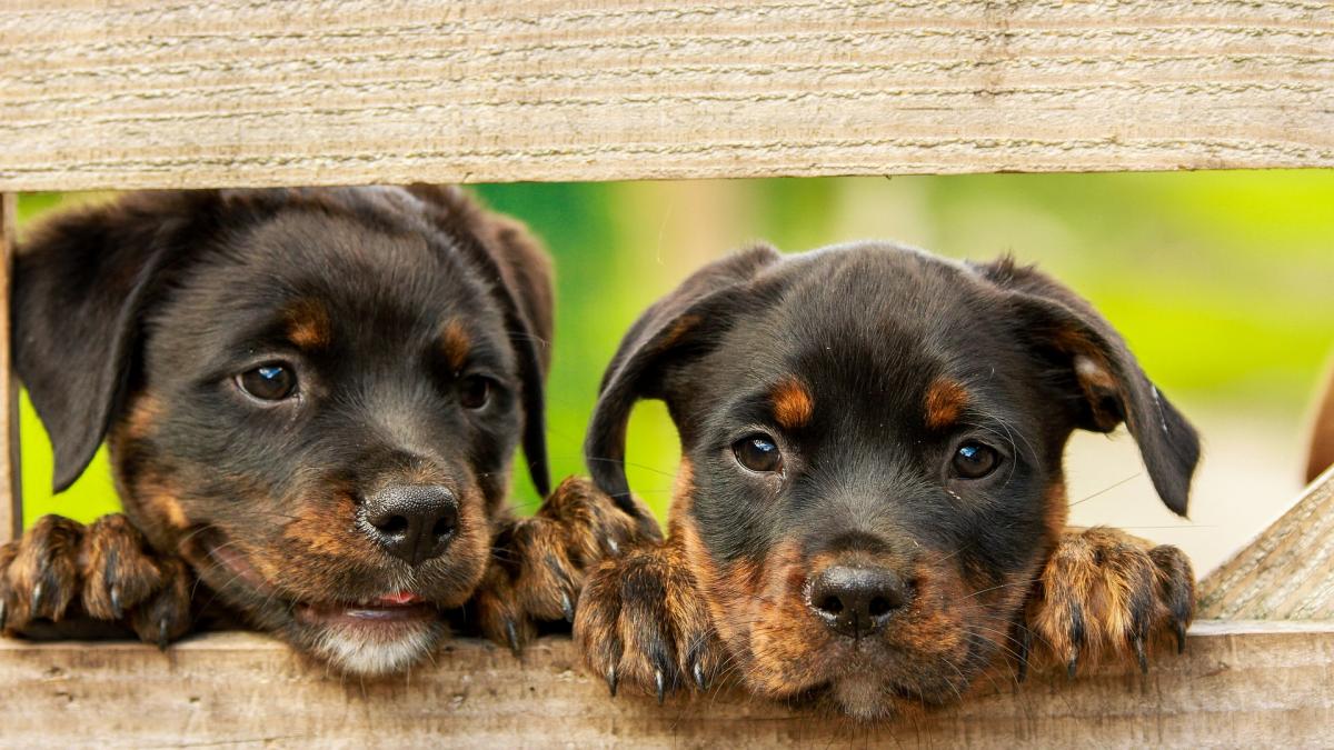 Rottweiler 1785760 1920