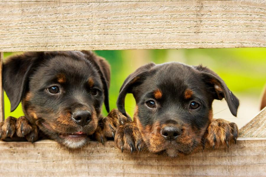 Rottweiler 1785760 1920