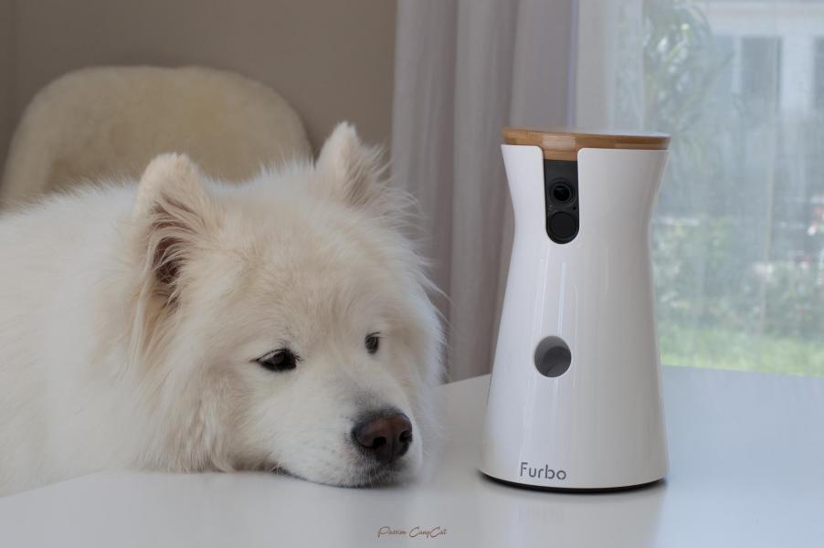 Samoyede 2