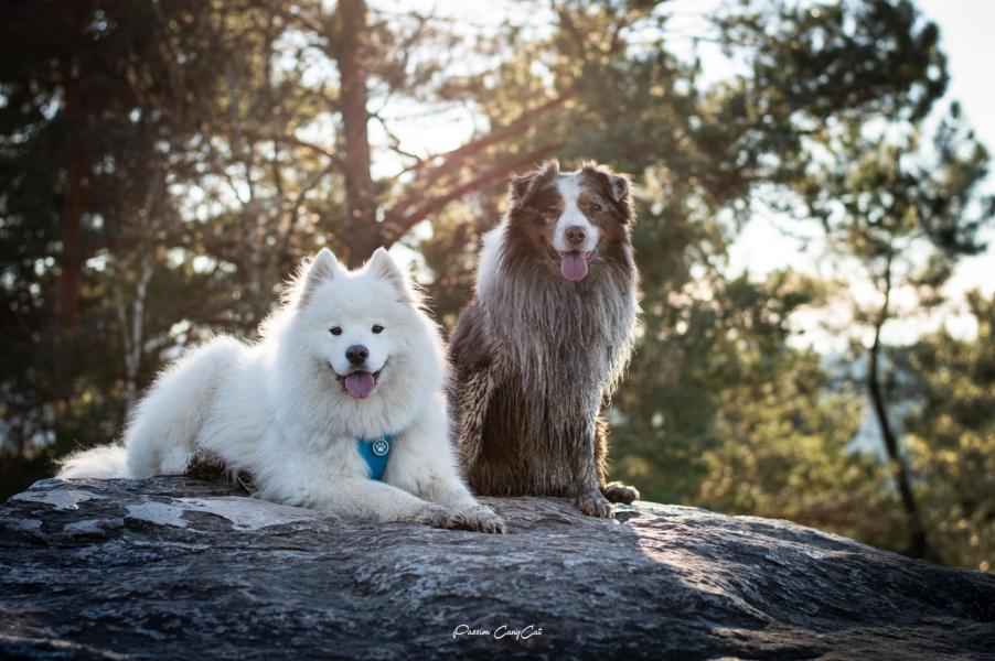 Samoyede berger australien