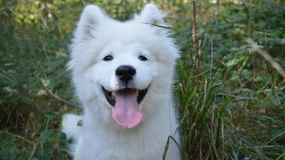 Samoyede chiot