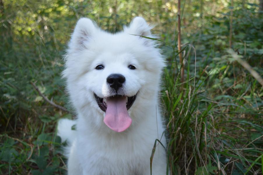 Samoyede chiot