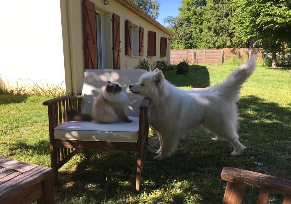 Samoyede et sacre de birmanie