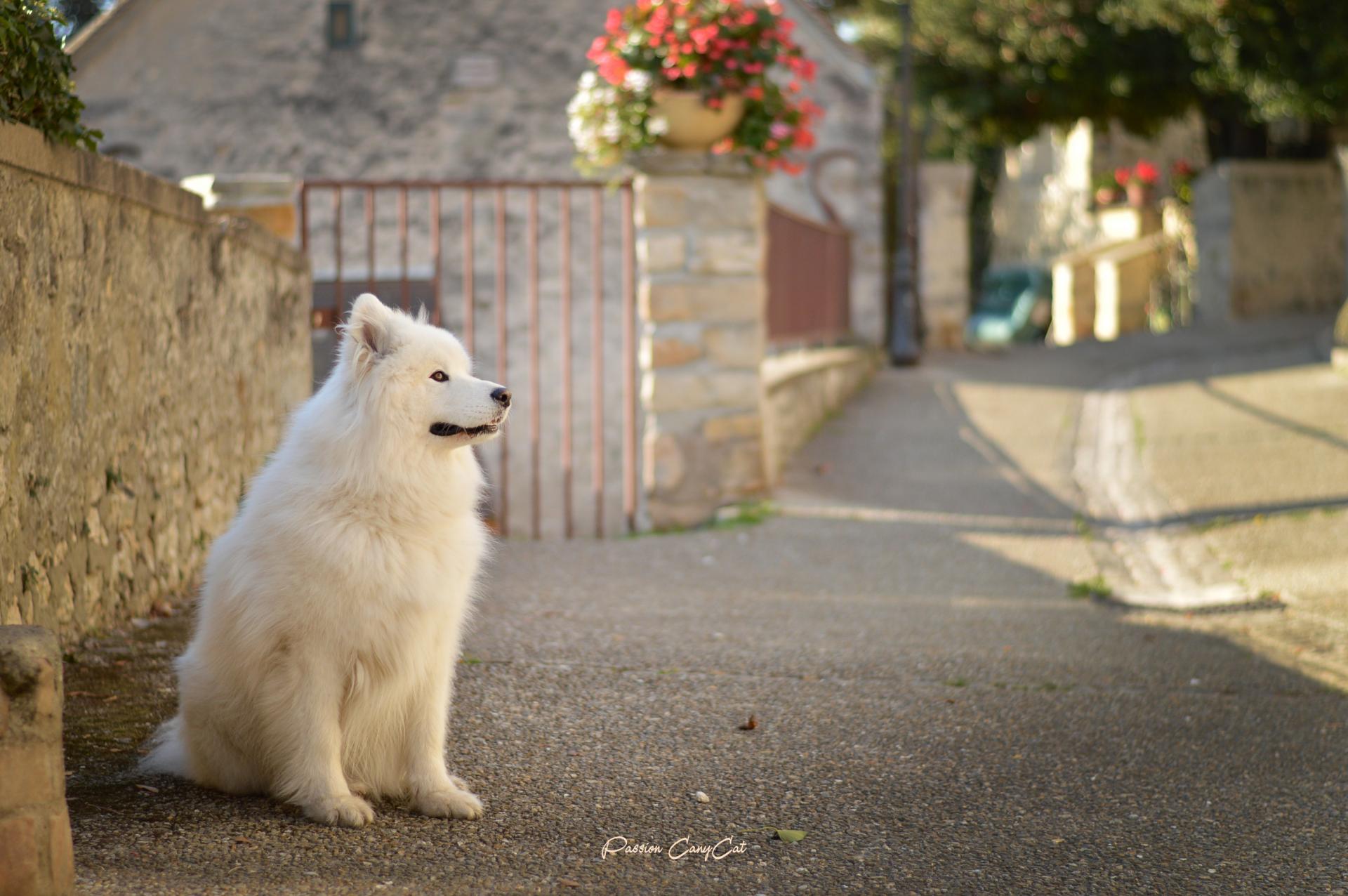 Samoyede